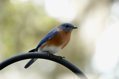 Eastern bluebird perched in the daylight hours on Hilton Head Island.