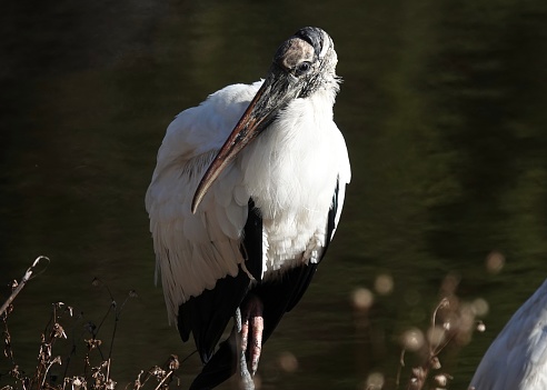 Wood stork resting at the water’s edge in the morning sunlight at Jarvis Creek Park on Hilton Head Island.