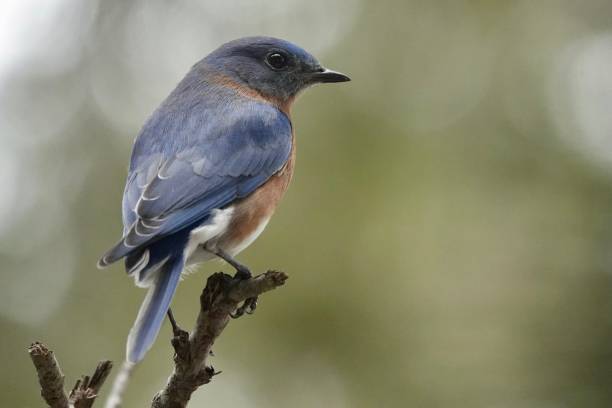 istock Male Eastern Bluebird and One Tail Feather 1962778866
