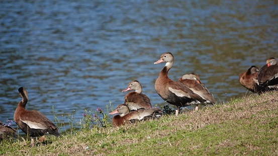 Black-bellied whistling ducks resting on a hill in the grass at the water’s edge in the bright morning sunlight on Hilton Head Island.