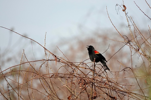 Red-winged blackbird singing in the morning hours on Hilton Head Island. Bird is perched on a branch with red patch on wing showing.
