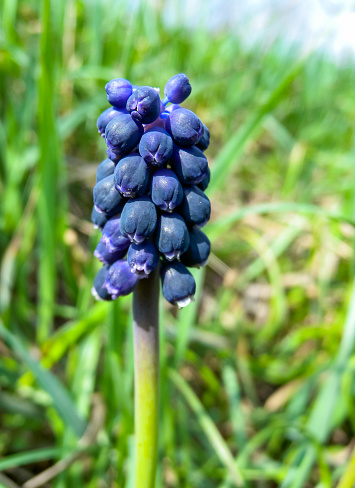 Grape hyacinth (Muscari sp.), early flowering bulbous plant with blue flowers