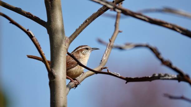 istock Carolina Wren in Profile 1962780495