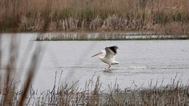 American White Pelican Landing