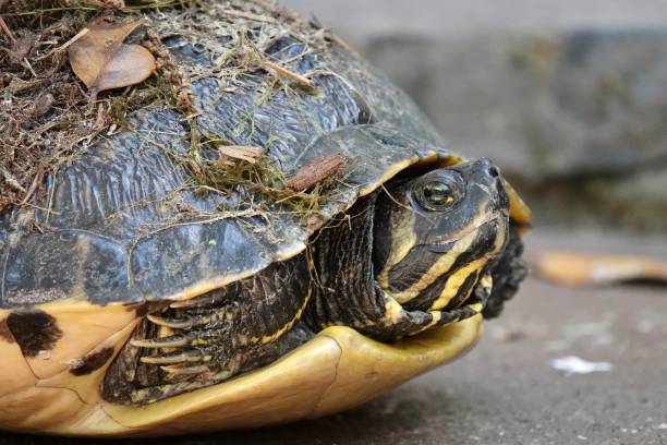istock Yellow-Bellied Slider Portrait 1962784219