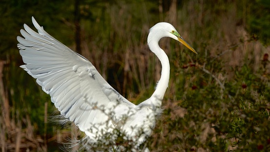 Great egret landing in the tree in the bright morning sunlight on Pinckney Island National Wildlife Refuge.