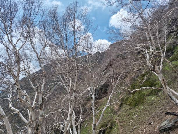 istock the lush green valley of kashmir 1962788539