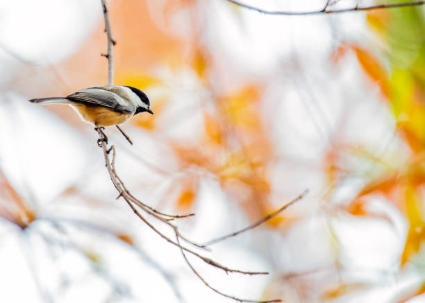 istock Black-capped Chickadee (Poecile atricapillus) in New Mexico 1962810598
