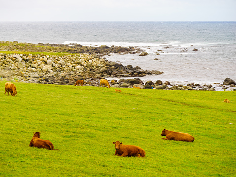 Cows on pasture in meadow field. Tranquil countryside scene. Coastal landscape in south Norway.