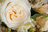 White rose close-up.