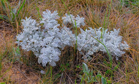 silver ragwort (Jacobaea maritima), steppe plant in eastern Crimea