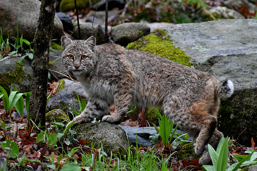 lynx family with four bobcats sitting in a snowy winter forest