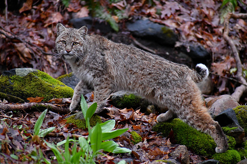 Bobcat (Lynx rufus) on rocks along a hillside stream -- on a wet, early spring day in the Connecticut wilderness. If not moving, this highly camouflaged predator is almost impossible to see.