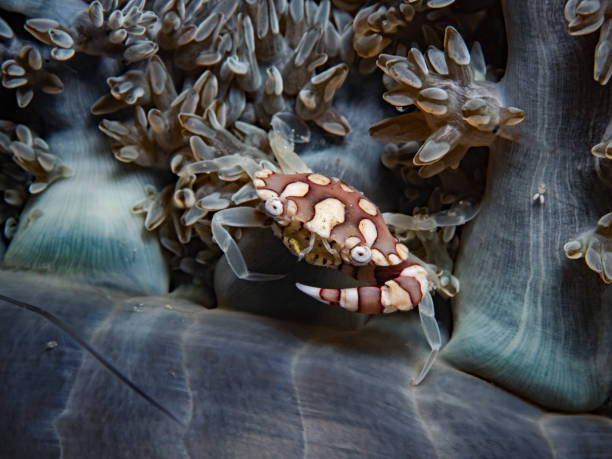 istock Harlequin Swimming Crab (Lissocarcinus laevis) 1962822815