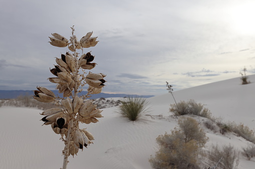 White Sands National Monument New Mexico USA