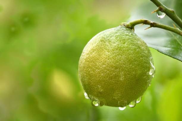 Fresh unripe lemon with leaves and water drop. Side view. High resolution photo.