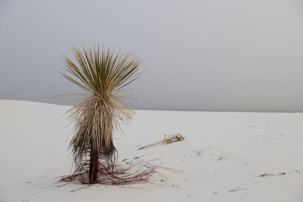 White Sands National Monument New Mexico USA