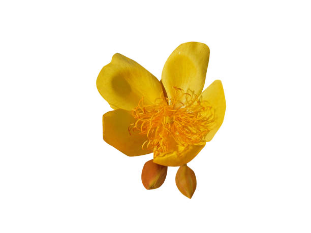 istock Cochlospermum regium or yellow cotton tree 1962829189