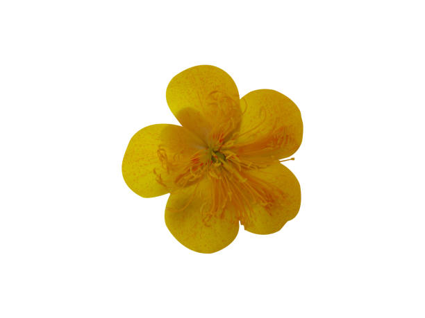 istock Cochlospermum regium or yellow cotton tree 1962829215