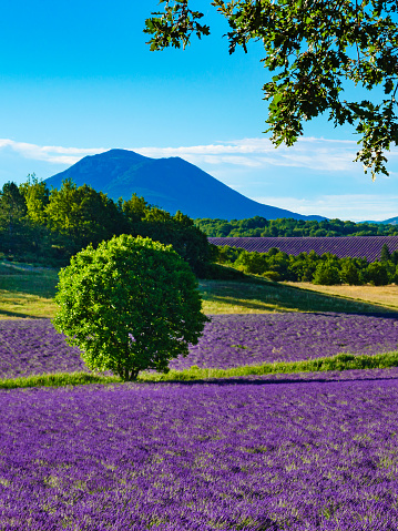 French landscape with blooming lavender fields and mountains in distance. Puimoisson region, Plateau Valensole, Alpes de Haute Provence in France.