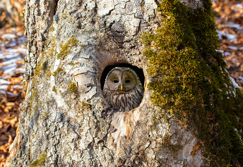 A Strix uralensis bird watching from a hollow in a tree