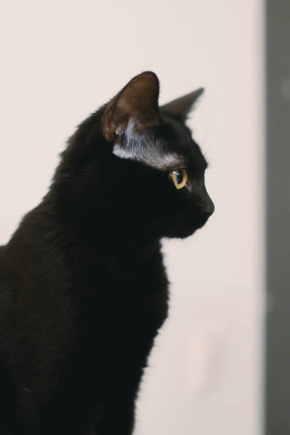 istock black cat looking in side while sitting on the counter top 1962845087