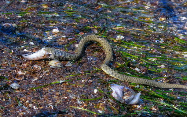 istock A water snake (Natrix tessellata) caught a goby and swallows it in the Tiligul estuary 1962846134
