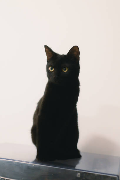 istock black cat sitting on top of electronic device in white background 1962846565
