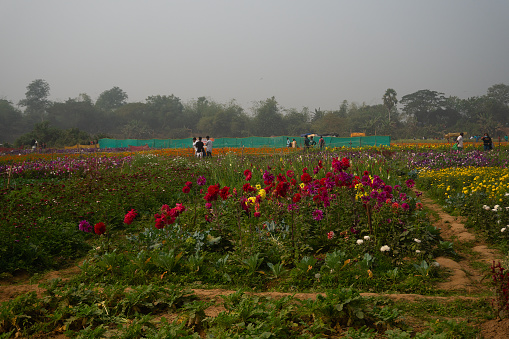 Dahlia flowers , Dahlia pinnata bushy, tuberous, herbaceous perennial plants being harvested in floricultural field at Khirai, West Bengal, India. Valley of flowers, flowers are exported from here.