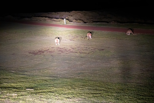 A group of Kangaroos on a park of Kalbarri, Western Australia.