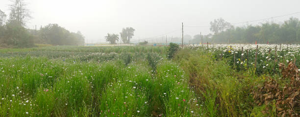 istock Panoramic vast field of budding Chrysanthemums,Chandramalika, Chandramallika, mums, chrysanths, genus Chrysanthemum,family Asteraceae.Winter morning at Valley of flowers at Khirai, West Bengal, India. 1962849269