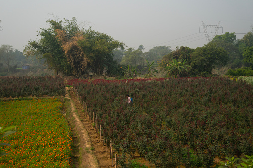 Khirai, West Bengal, India - 23.01.23 : Farmer spraying pesticide on Chinese roses at Valley of flowers. Rosa chinensis, known commonly as the China rose, Chinese rose, or Bengal rose flower field.