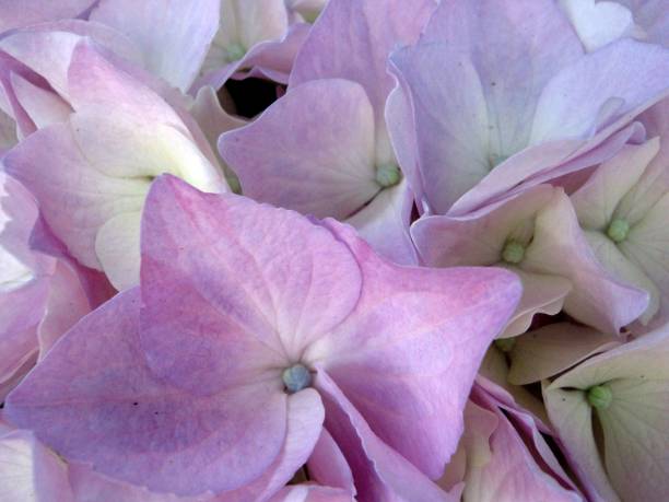 istock Close-up of pink hydrangea flowers 1962853942