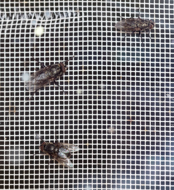 istock Close-up of flies on a mosquito net. Macro 1962857085
