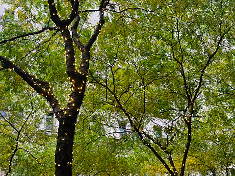 Christmas season holiday lights strung in the trees of Zucotti Park, a public plaza, in downtown Manhattan, New York, in the financial district