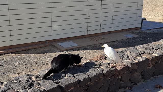 A great egret (heron) and a cat on a wall on the beach