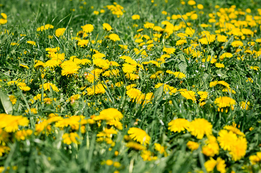 yellow dandelion flowers on a summer meadow on a sunny day