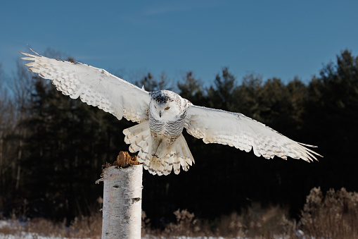 Snowy owl in flight with wings outstretched, perched on a white post