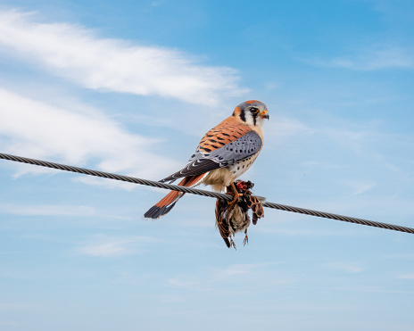 An American Kestrel on power line with sky background