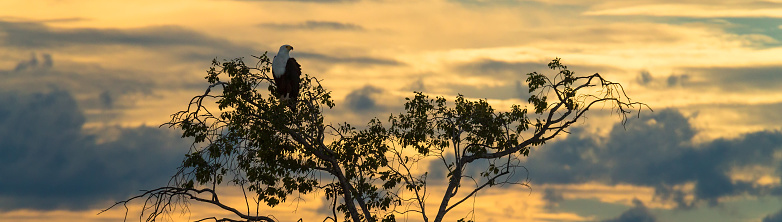 Eagle perched in a tree at sunset - Africa