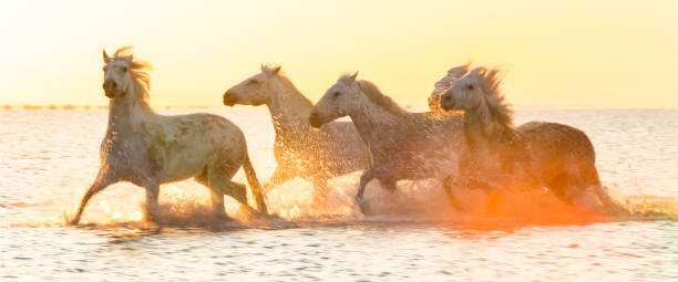 istock White horses running through water - background banner image 1962887688