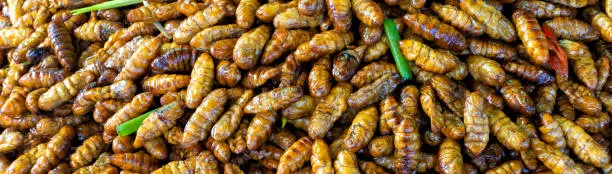 Photo of Fried insect larvae on sale in market in Cambodia