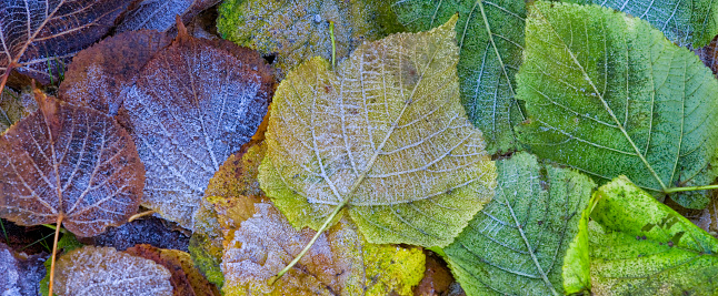 Frost on autumn leaves - background banner image