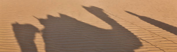Shadows of a camel train, Thar Desert, Rajasthan, India