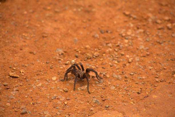 Scary spider - a tarantula among fallen leaves and branches in a terrarium.