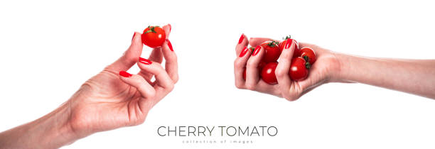 istock Cherry tomato branch in hand path isolated on white 1962905088