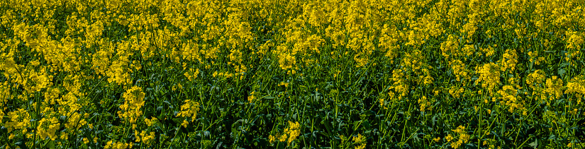 field of oil seed rape on a farm in the countryside