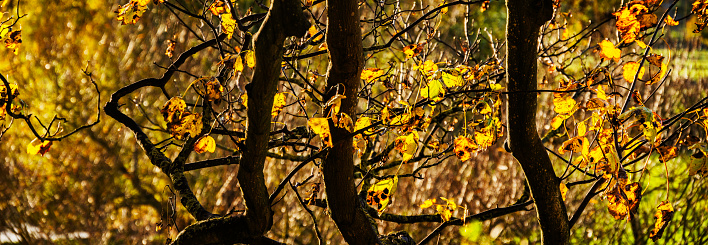 tree canopy autumn