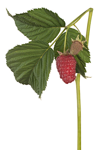 Studio Shot of Red Raspberry Isolated on White Background. Large Depth of Field (DOF). Macro. Close-up.