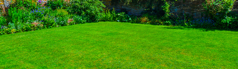 lawn green grass garden summer lush sunlight